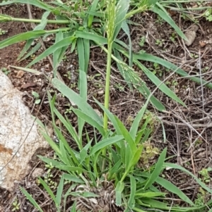 Panicum effusum at Holt, ACT - 9 Feb 2021