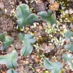 Riccia cartilaginosa (Liverwort) at Holt, ACT - 9 Feb 2021 by trevorpreston
