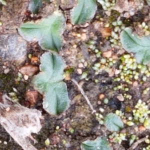 Riccia cartilaginosa at Holt, ACT - 9 Feb 2021 04:17 PM