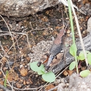 Phaulacridium vittatum at Holt, ACT - 9 Feb 2021