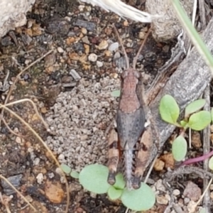 Phaulacridium vittatum at Holt, ACT - 9 Feb 2021 04:21 PM