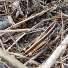 Macrotona australis at Holt, ACT - 9 Feb 2021