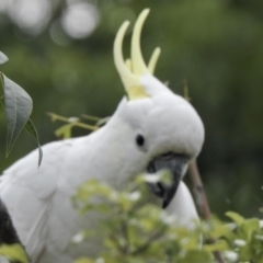 Cacatua galerita (Sulphur-crested Cockatoo) at Aranda, ACT - 9 Feb 2021 by KMcCue