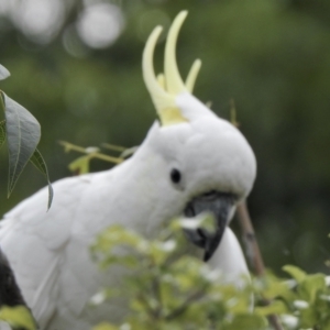 Cacatua galerita at Aranda, ACT - 9 Feb 2021