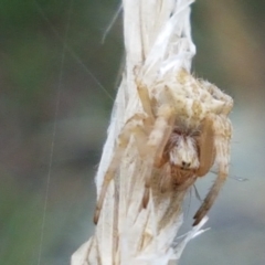 Araneinae (subfamily) (Orb weaver) at Holt, ACT - 9 Feb 2021 by trevorpreston
