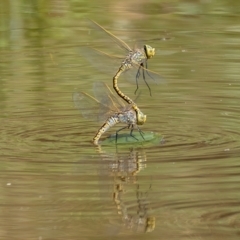 Anax papuensis at Majura, ACT - 8 Feb 2021