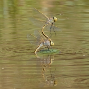 Anax papuensis at Majura, ACT - 8 Feb 2021