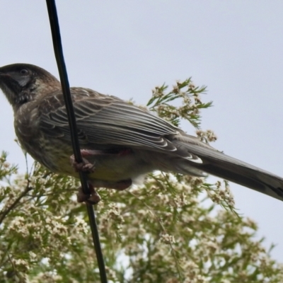 Anthochaera carunculata (Red Wattlebird) at Aranda, ACT - 9 Feb 2021 by KMcCue