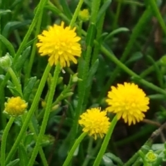 Calotis lappulacea (Yellow Burr Daisy) at Holt, ACT - 9 Feb 2021 by tpreston