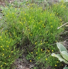 Calotis lappulacea at Holt, ACT - 9 Feb 2021