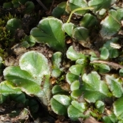 Riccia cartilaginosa (Liverwort) at Holt, ACT - 9 Feb 2021 by tpreston