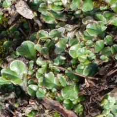 Riccia cartilaginosa at Holt, ACT - 9 Feb 2021