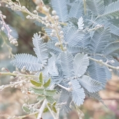 Acacia baileyana at Holt, ACT - 9 Feb 2021