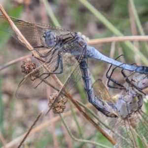 Orthetrum caledonicum at Stromlo, ACT - 9 Feb 2021 01:34 PM