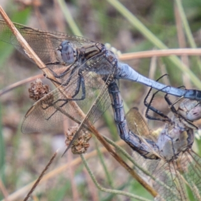 Orthetrum caledonicum (Blue Skimmer) at Stromlo, ACT - 9 Feb 2021 by SWishart