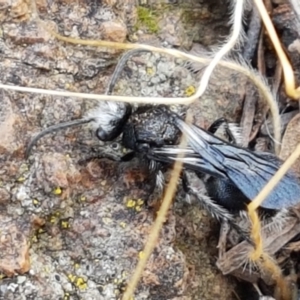 Mutillidae (family) at Ginninderry Conservation Corridor - 9 Feb 2021