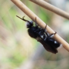 Mutillidae (family) at Ginninderry Conservation Corridor - 9 Feb 2021