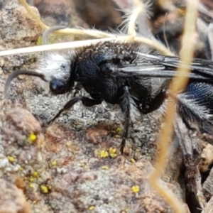 Mutillidae (family) at Ginninderry Conservation Corridor - 9 Feb 2021