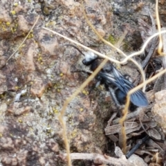 Mutillidae (family) at Ginninderry Conservation Corridor - 9 Feb 2021 04:37 PM