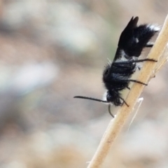 Mutillidae (family) at Ginninderry Conservation Corridor - 9 Feb 2021