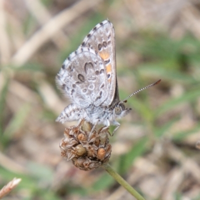 Lucia limbaria (Chequered Copper) at Stromlo, ACT - 9 Feb 2021 by SWishart