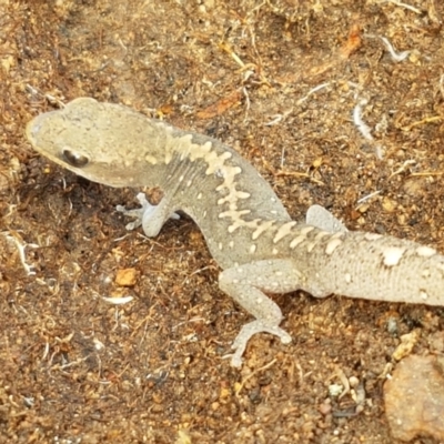 Diplodactylus vittatus (Eastern Stone Gecko) at Holt, ACT - 9 Feb 2021 by tpreston