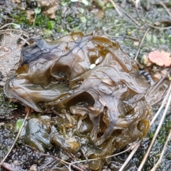 Nostoc sp. (genus) (A cyanobacterium) at Holt, ACT - 9 Feb 2021 by trevorpreston