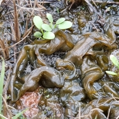 Nostoc sp. (genus) at Holt, ACT - 9 Feb 2021