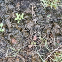 Nostoc sp. (genus) at Holt, ACT - 9 Feb 2021