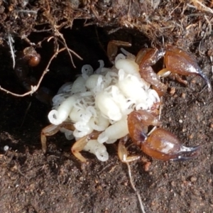 Urodacus manicatus at Holt, ACT - 9 Feb 2021