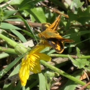 Ocybadistes walkeri at Weston, ACT - 6 Feb 2021