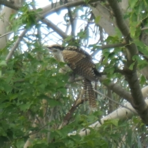 Eudynamys orientalis at Weston, ACT - suppressed