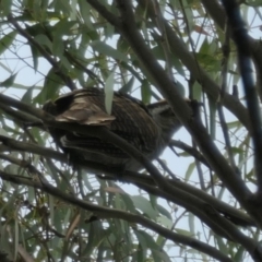 Eudynamys orientalis at Weston, ACT - suppressed