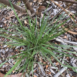 Nassella neesiana at Garran, ACT - 9 Feb 2021