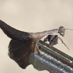 Bolbe nigra (Black Ground Mantid) at Tinderry, NSW - 7 Feb 2021 by markus