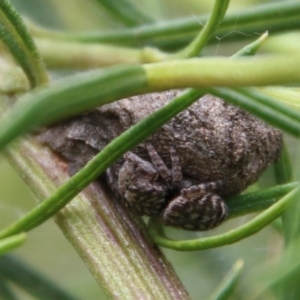 Opisthoncus sp. (genus) at Hughes, ACT - 9 Feb 2021 12:27 PM