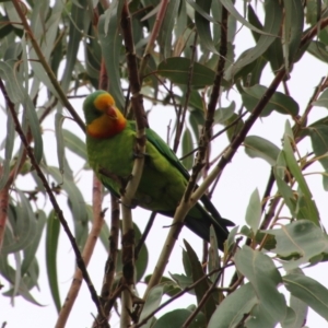 Polytelis swainsonii at Hughes, ACT - suppressed