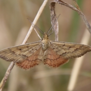 Scopula rubraria at Hughes, ACT - 9 Feb 2021 11:54 AM