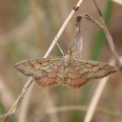 Scopula rubraria at Hughes, ACT - 9 Feb 2021 11:54 AM