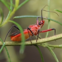 Gminatus australis (Orange assassin bug) at Hughes, ACT - 9 Feb 2021 by LisaH