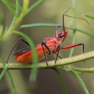 Gminatus australis at Hughes, ACT - 9 Feb 2021