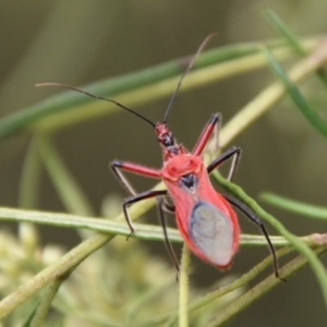 Gminatus australis at Hughes, ACT - 9 Feb 2021