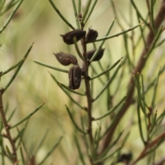 Hakea microcarpa (Small-fruit Hakea) at Bimberi, NSW - 6 Feb 2021 by alexwatt