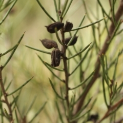 Hakea microcarpa (Small-fruit Hakea) at Bimberi, NSW - 6 Feb 2021 by alex_watt