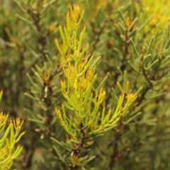 Hakea microcarpa at Bimberi, NSW - 6 Feb 2021 10:44 PM