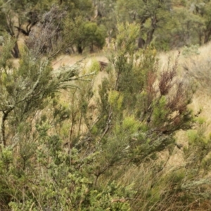 Hakea microcarpa at Bimberi, NSW - 6 Feb 2021