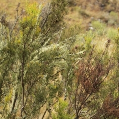 Hakea microcarpa at Bimberi, NSW - 6 Feb 2021