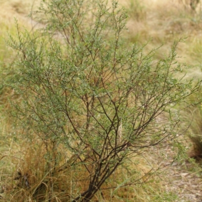 Pimelea linifolia (Slender Rice Flower) at Bimberi, NSW - 6 Feb 2021 by alex_watt