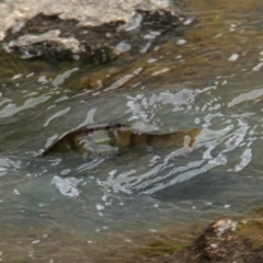 Perca fluviatilis (Redfin) at Throsby, ACT - 9 Feb 2021 by davobj