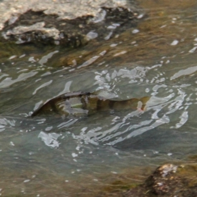 Perca fluviatilis (Redfin) at Throsby, ACT - 9 Feb 2021 by davobj